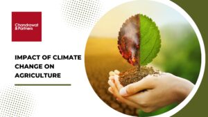 Read more about the article Impact of Climate Change on Agriculture