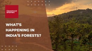 Read more about the article What’s happening in India’s forests?