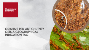 Read more about the article Odisha’s Red Ant Chutney Gets a Geographical Indication Tag