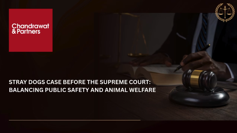 STRAY DOGS CASE BEFORE THE SUPREME COURT: BALANCING PUBLIC SAFETY AND ANIMAL WELFARE